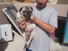 DUCIA, Hund, Mops in Malta - Bild 3
