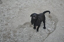 GUIGGIOLA, Hund, Mischlingshund in Italien - Bild 1