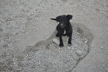 GUIGGIOLA, Hund, Mischlingshund in Italien - Bild 4