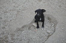 GUIGGIOLA, Hund, Mischlingshund in Italien - Bild 5