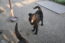PENNY, Hund, Mischlingshund in Italien - Bild 1