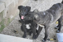 PENNY, Hund, Mischlingshund in Italien - Bild 2