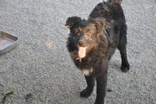 PENNY, Hund, Mischlingshund in Italien - Bild 4