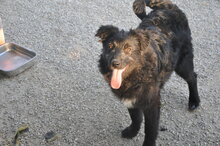 PENNY, Hund, Mischlingshund in Italien - Bild 5