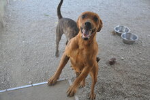 TEMPESTA, Hund, Mischlingshund in Italien - Bild 1