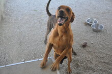 TEMPESTA, Hund, Mischlingshund in Italien - Bild 2