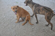 TEMPESTA, Hund, Mischlingshund in Italien - Bild 4