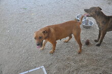 TEMPESTA, Hund, Mischlingshund in Italien - Bild 5
