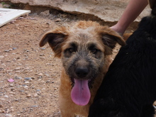 NEFERTITI, Hund, Mischlingshund in Spanien - Bild 1