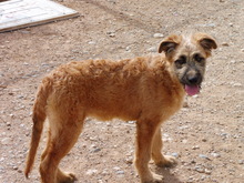 NEFERTITI, Hund, Mischlingshund in Spanien - Bild 2