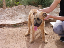 NEFERTITI, Hund, Mischlingshund in Spanien - Bild 3