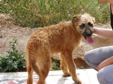 NEFERTITI, Hund, Mischlingshund in Spanien - Bild 4