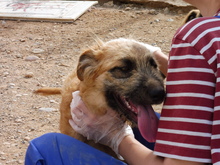 NEFERTITI, Hund, Mischlingshund in Spanien - Bild 6