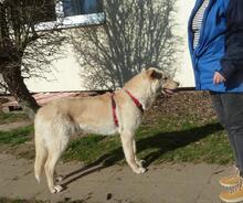 KING, Hund, Mischlingshund in Emmendingen - Bild 11
