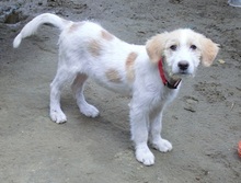 LYDIA, Hund, Mischlingshund in Griechenland - Bild 2