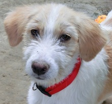 LYDIA, Hund, Mischlingshund in Griechenland - Bild 3