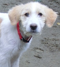 LYDIA, Hund, Mischlingshund in Griechenland - Bild 6
