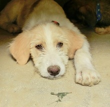 LYDIA, Hund, Mischlingshund in Griechenland - Bild 7