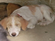 LYDIA, Hund, Mischlingshund in Griechenland - Bild 8