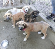 LYDIA, Hund, Mischlingshund in Griechenland - Bild 9