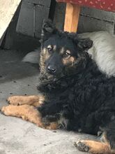 CSUDA, Hund, Mischlingshund in Ungarn - Bild 1