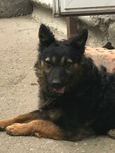 CSUDA, Hund, Mischlingshund in Ungarn - Bild 3