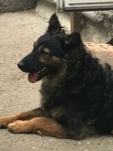 CSUDA, Hund, Mischlingshund in Ungarn - Bild 4