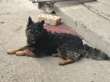 CSUDA, Hund, Mischlingshund in Ungarn - Bild 5