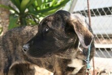 NABIL, Hund, Rafeiro do Alentejo in Spanien - Bild 2