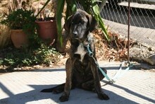 NABIL, Hund, Rafeiro do Alentejo in Spanien - Bild 3