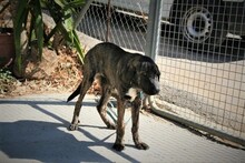 NABIL, Hund, Rafeiro do Alentejo in Spanien - Bild 4