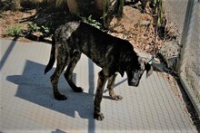 NABIL, Hund, Rafeiro do Alentejo in Spanien - Bild 5