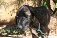 NABIL, Hund, Rafeiro do Alentejo in Spanien - Bild 6