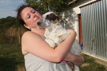 BARKA, Hund, Mischlingshund in Ungarn - Bild 4