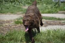 SALLY, Hund, Mischlingshund in Ungarn - Bild 2