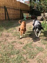HOPE, Hund, Mischlingshund in Türkei - Bild 5