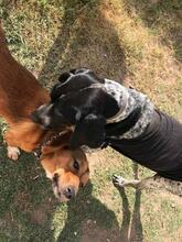 HOPE, Hund, Mischlingshund in Türkei - Bild 6