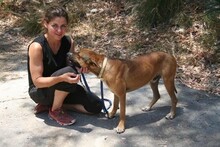 REGGIE, Hund, Deutscher Schäferhund-Mix in Spanien - Bild 10