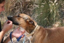 REGGIE, Hund, Deutscher Schäferhund-Mix in Spanien - Bild 11