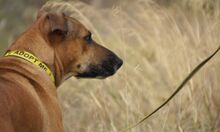 REGGIE, Hund, Deutscher Schäferhund-Mix in Spanien - Bild 17