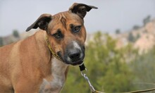 REGGIE, Hund, Deutscher Schäferhund-Mix in Spanien - Bild 2