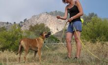 REGGIE, Hund, Deutscher Schäferhund-Mix in Spanien - Bild 3
