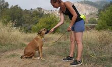 REGGIE, Hund, Deutscher Schäferhund-Mix in Spanien - Bild 4