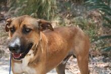 REGGIE, Hund, Deutscher Schäferhund-Mix in Spanien - Bild 6