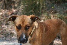 REGGIE, Hund, Deutscher Schäferhund-Mix in Spanien - Bild 9