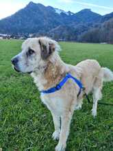 BERNARDO, Hund, Mischlingshund in Marquartstein - Bild 13