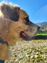 BERNARDO, Hund, Mischlingshund in Marquartstein - Bild 3