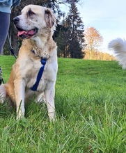 BERNARDO, Hund, Mischlingshund in Marquartstein - Bild 5