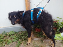 TINKY, Hund, Mischlingshund in Ungarn - Bild 1