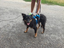 TINKY, Hund, Mischlingshund in Ungarn - Bild 2
